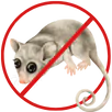 Possum Control Thomastown