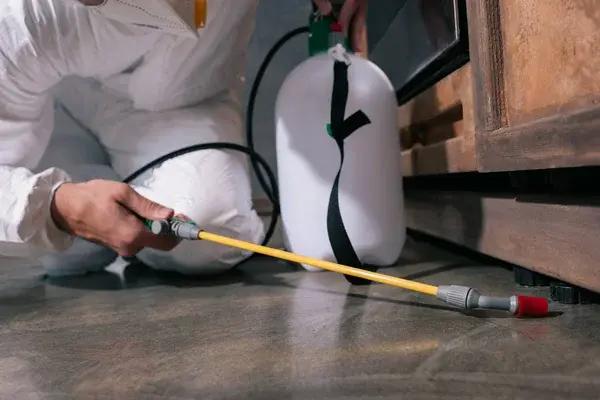 Why Ant Control is Necessary for House Owners?